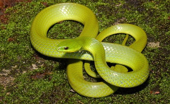 演古劝今打一动物生肖