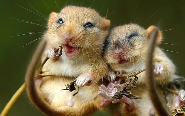 入地钻洞形容什么动物