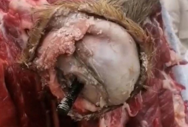 官方回应商贩用螺丝接牛腿卖假牛肉，你如何看待这个回应？