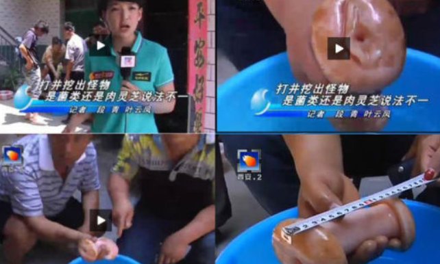 肉灵芝是什么事件？