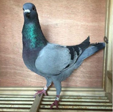 鸽子女是什么意思