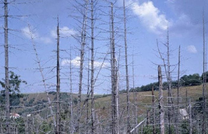 酸雨的主要成分是碳酸