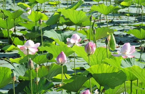 立夏看夏意思是