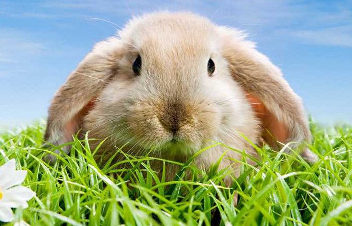 了如指掌代表什么动物