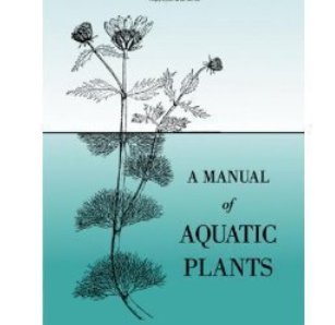 manuel中文是什么意思