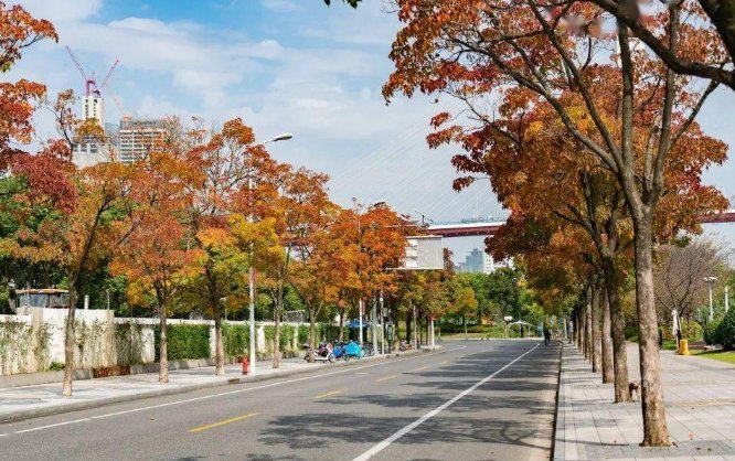 阳光大道指哪里的道路