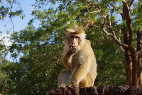 摇首顿足代表什么动物