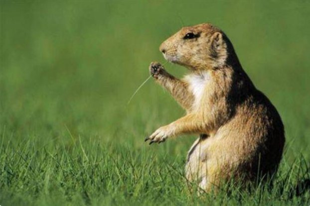 熟门熟路打一生肖