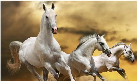 浪迹天涯打一个生肖