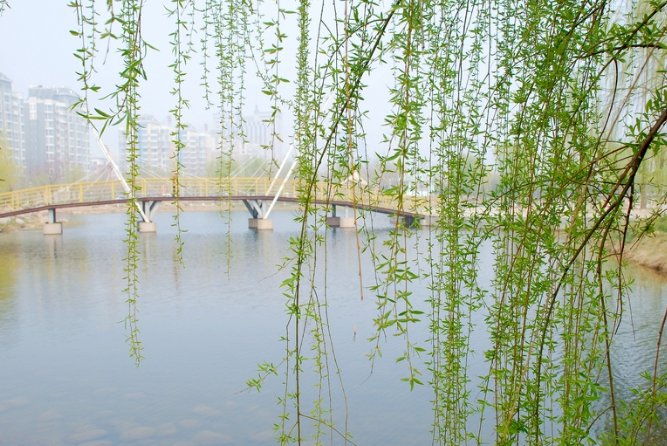 柳枝飘动(扩句,至少扩三处)