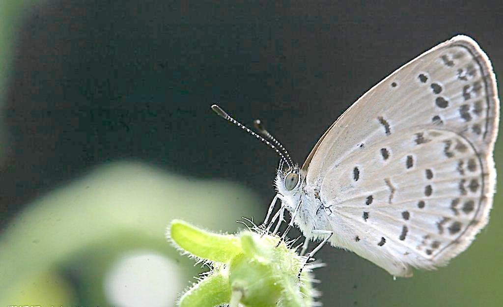 飞蛾特快的介绍