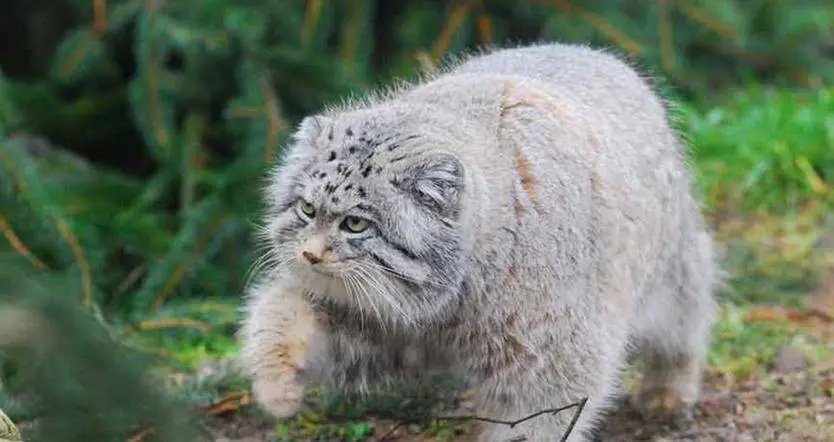 网红兔狲“狲思邈”是我国唯一圈养雄性兔狲，兔狲为何越来越少？