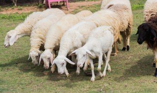 羊尾油是什么部位 羊尾油的介绍