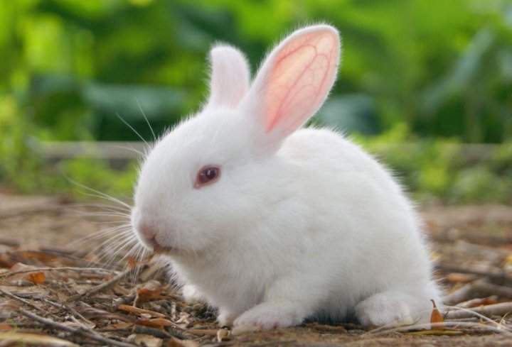 想知道血兔是什么？