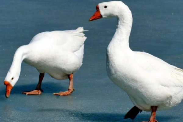 鹅的组词，和拼音