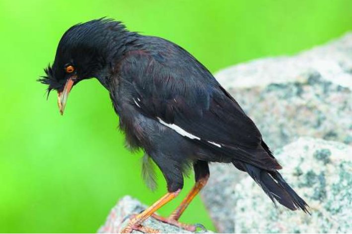 怎样教八哥说话最快