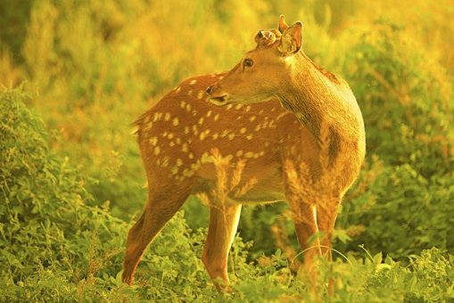 “呦呦”是什么意思？