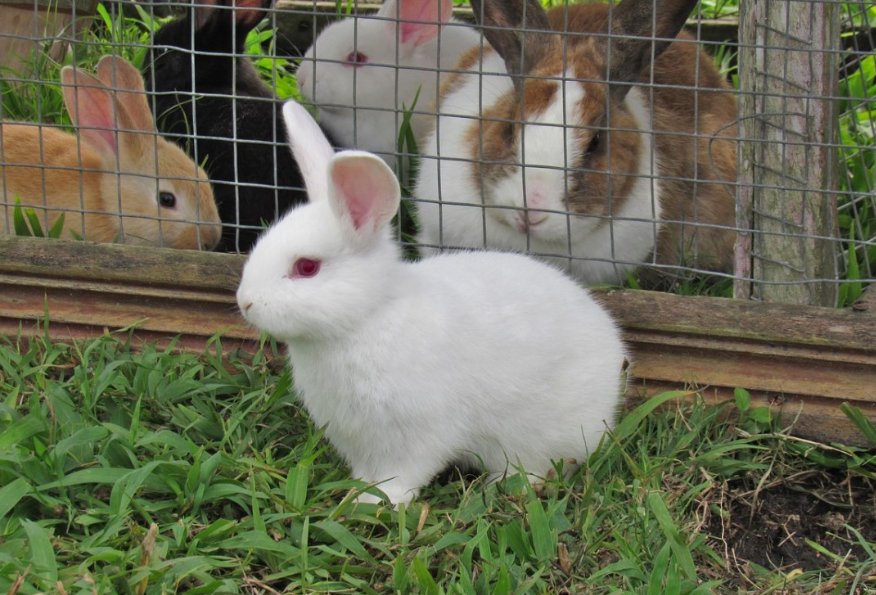 捉贼见赃打一个动物