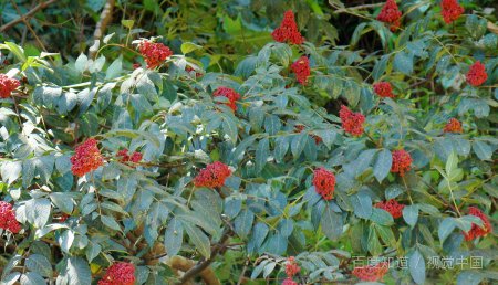 重阳节的来历从哪些来的