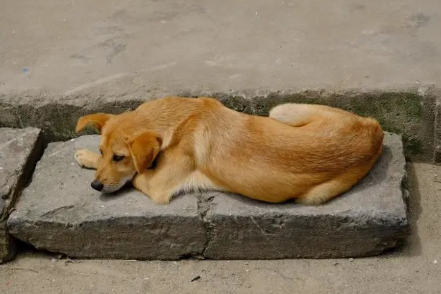 鲁迅的八句话村子里狗叫了