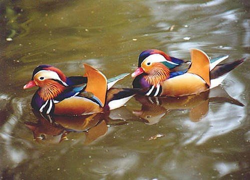 鸯可以组哪些词语