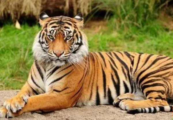 虎的谐音四字吉祥语有哪些？