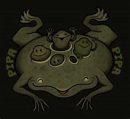 pipa是什么意思 《西语助手》西汉