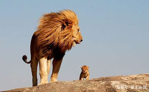 意大利版的动画片《狮子王》和电影版《狮子王》那一个更好看？