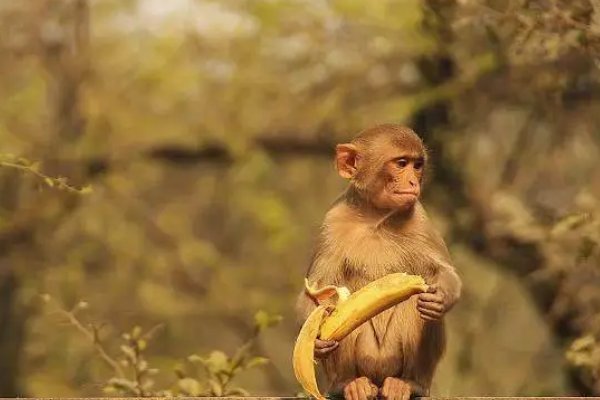 贤才君子解一生肖