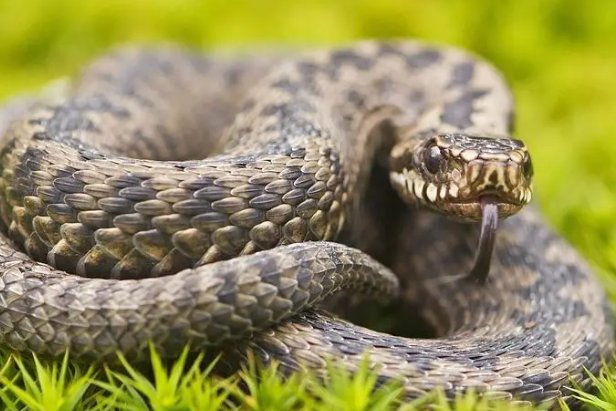 蝼蚁得志是什么生肖?