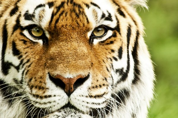 根壮叶茂正确生肖