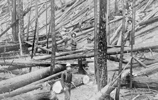 森林着火的事件有哪些？