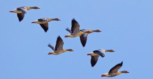 你说大雁南飞后和我一起走是什么歌