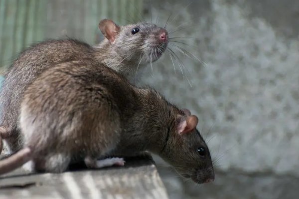 欺世惑俗指什么生肖和动物