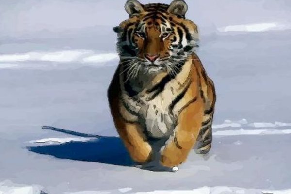 严父慈母打个生肖