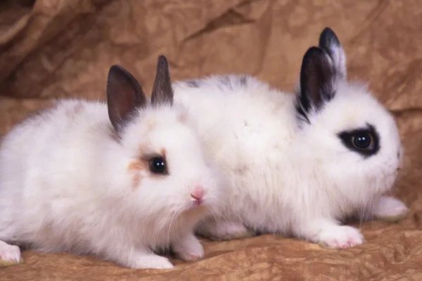 满面春风是指哪几个生肖