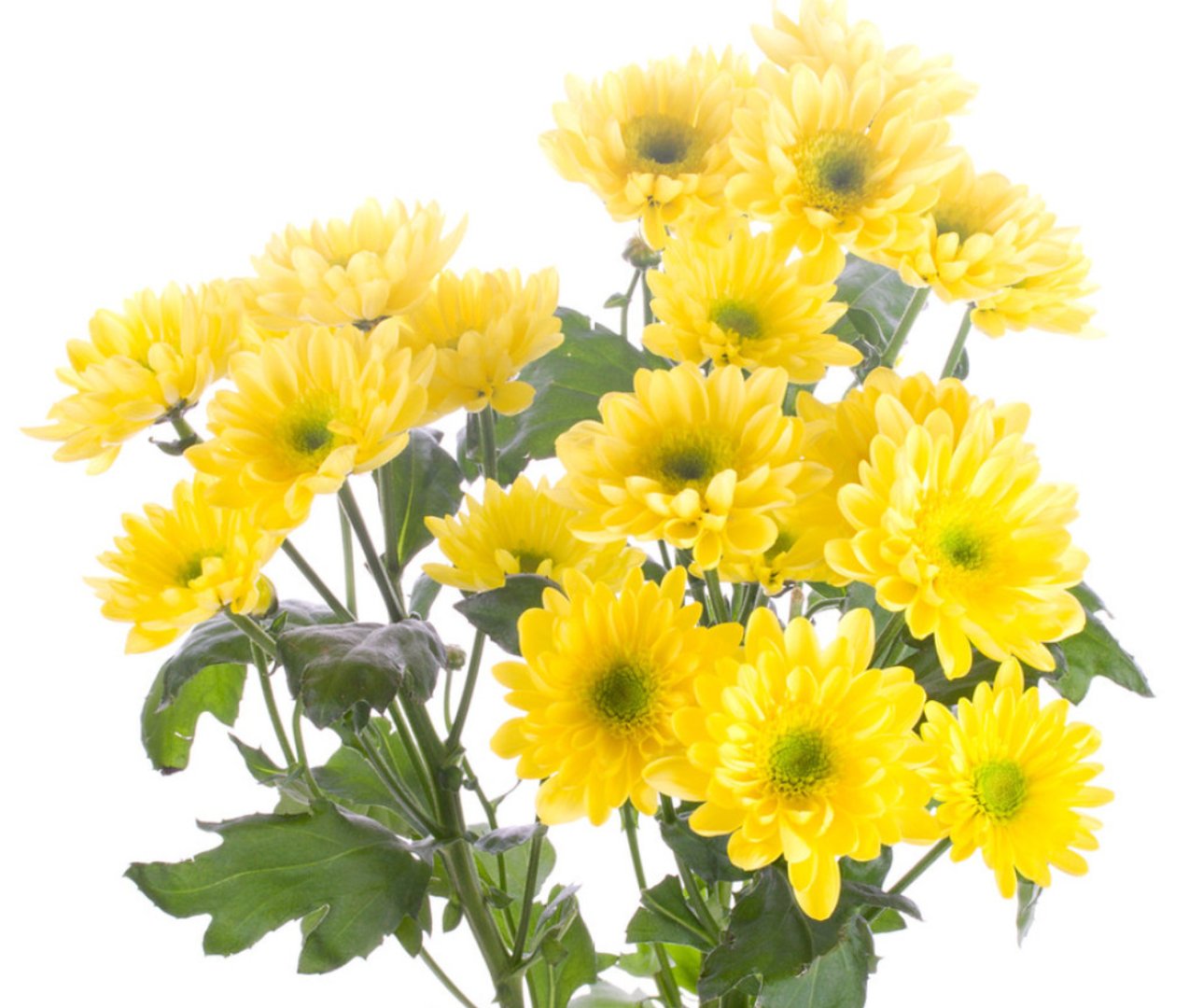 菊花英文怎么写？