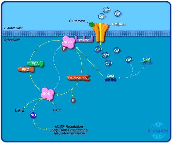 一氧化氮合酶是什么？