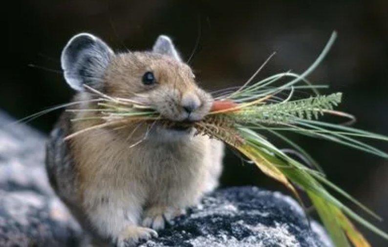 跟踪追击.打一生肖