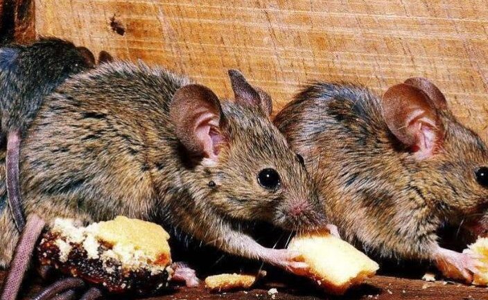 习以成风打一个生肖