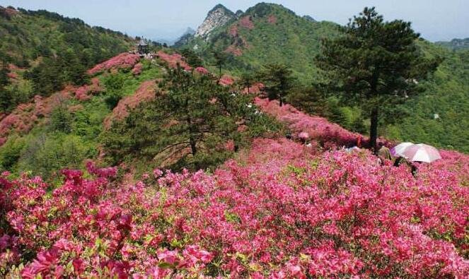 江什么鸟逾什么，山什么花欲燃