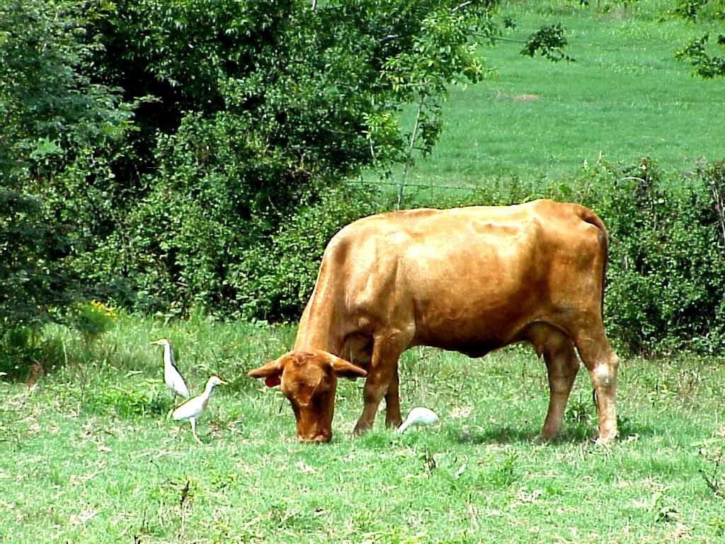 仗义忠臣是指什么生肖？