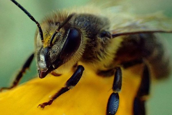 虎头蜂种类有哪些