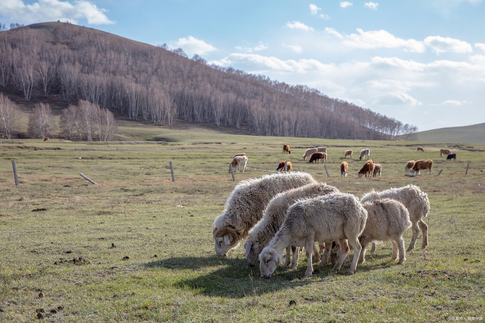 青海1小时内5次地震，在地震的时候，当地的牛羊是什么反应？