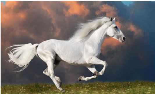 浪迹天涯打一个生肖