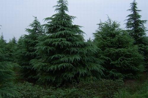 种植雪松要注意什么?