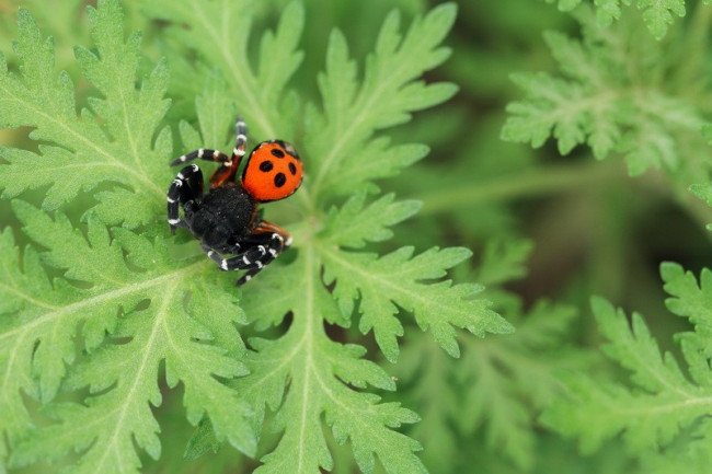 花的开放时间是怎样的？