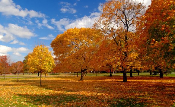 秋是由哪几个字组成的