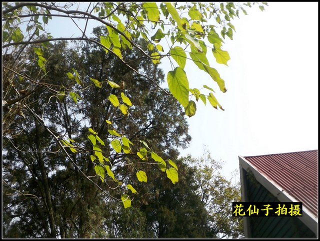 楸叶泡桐的生态习性