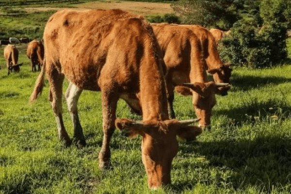 大地之子指的是什么动物